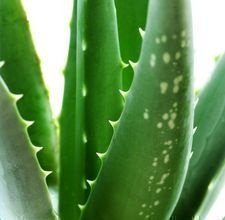 Aloe Vera Plant