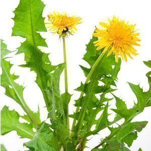 Dandelion Plant