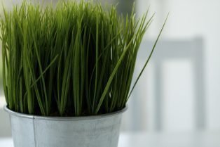 Wheatgrass