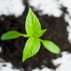 Seedling, vegebox, indoor hydroponic garden