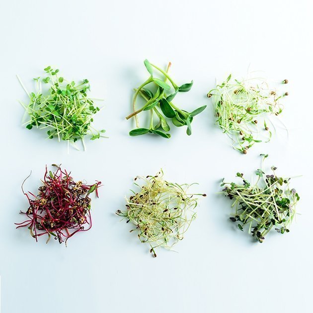 microgreen dill sprouts, radishes, mustard, arugula, mustard